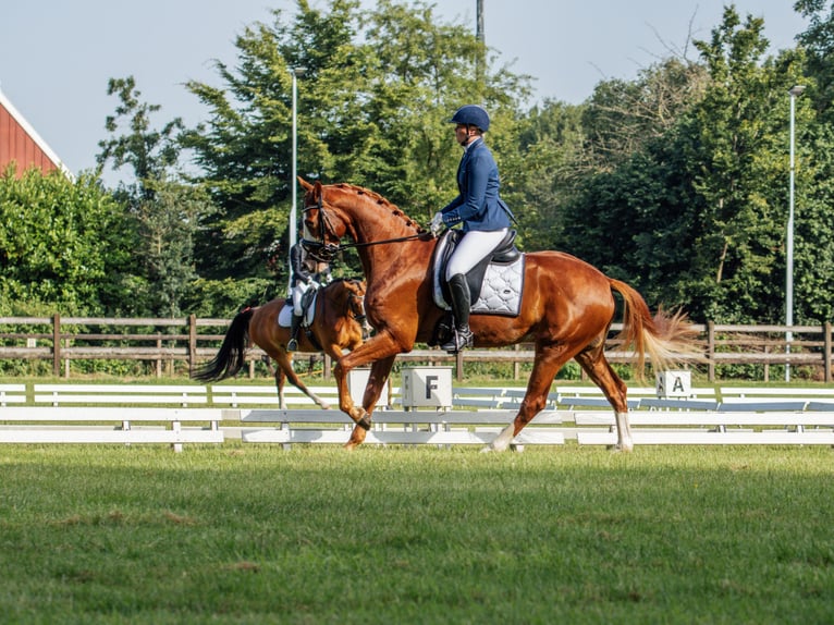 KWPN Wallach 7 Jahre 170 cm Fuchs in Ulft