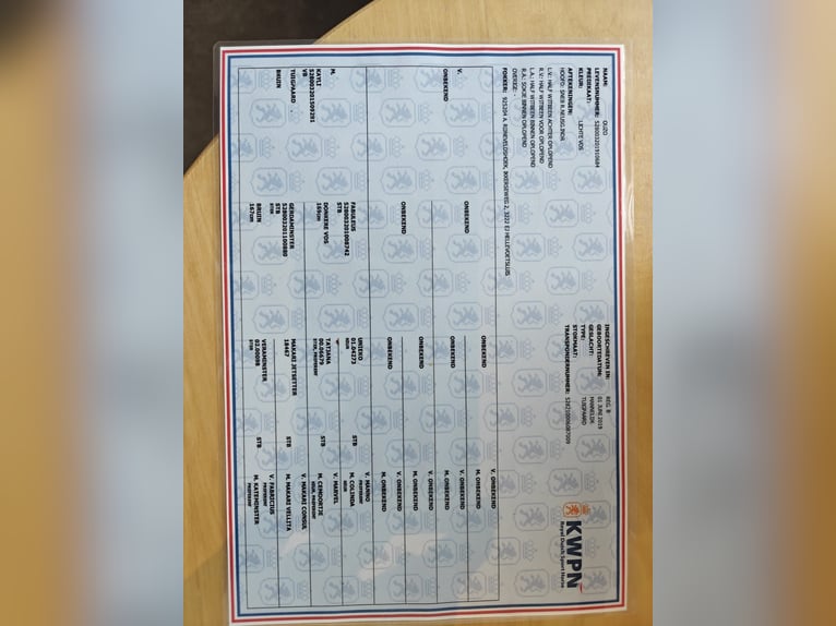 KWPN Wallach 7 Jahre 170 cm Fuchs in Breda