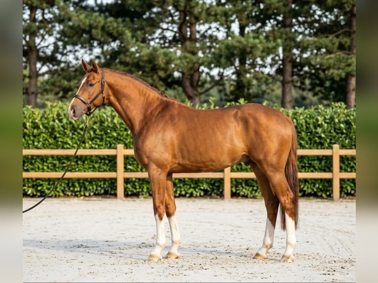 KWPN Wallach 7 Jahre 170 cm Fuchs in Kosice