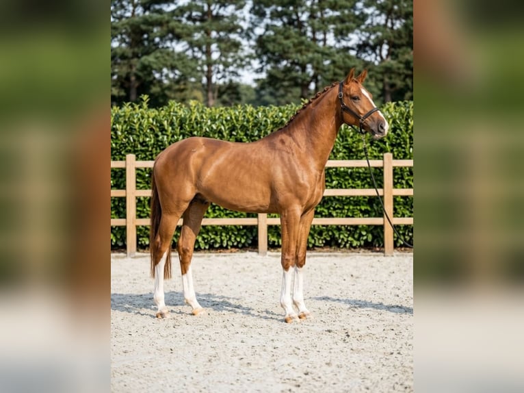 KWPN Wallach 7 Jahre 170 cm Fuchs in Kosice