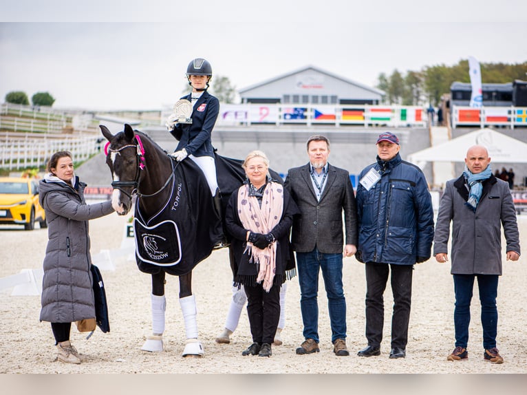 KWPN Wallach 7 Jahre 170 cm Rappe in Cybulice