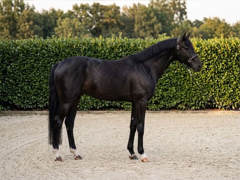 KWPN Wallach 7 Jahre 170 cm Rappe in Kosice