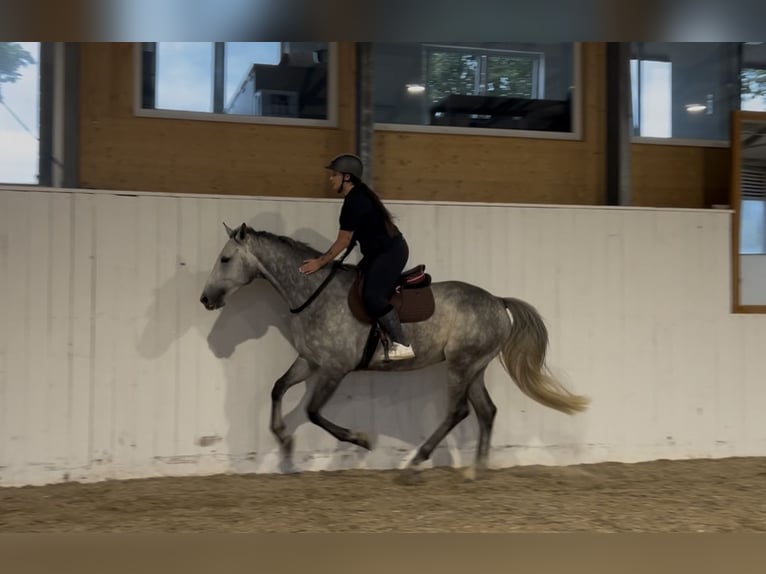 KWPN Wallach 7 Jahre 170 cm Schimmel in Bad Wurzach