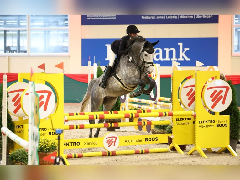 KWPN Wallach 7 Jahre 170 cm Schimmel in Bad Wurzach