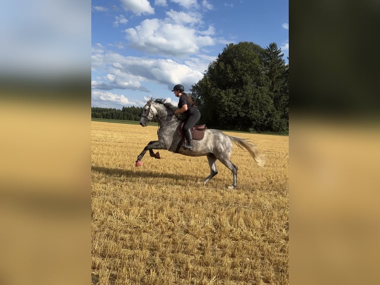 KWPN Wallach 7 Jahre 170 cm Schimmel in Bad Wurzach