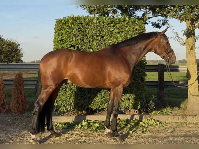 KWPN Wallach 7 Jahre 171 cm Brauner in Oud Gastel