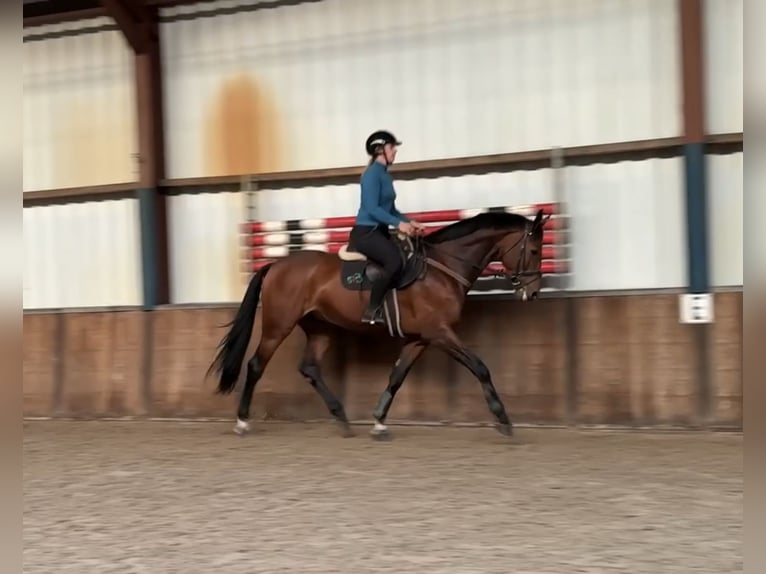 KWPN Wallach 7 Jahre 171 cm Brauner in Oud Gastel