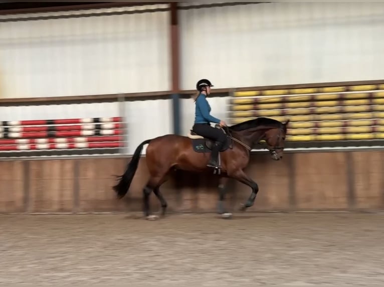 KWPN Wallach 7 Jahre 171 cm Brauner in Oud Gastel