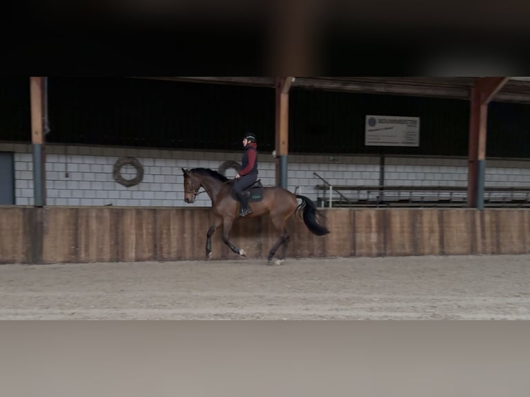 KWPN Wallach 7 Jahre 171 cm Brauner in Oud Gastel