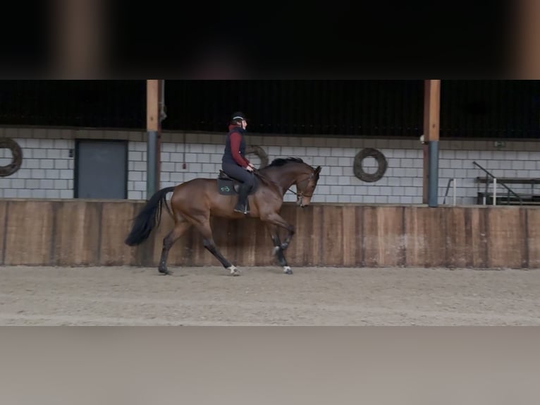 KWPN Wallach 7 Jahre 171 cm Brauner in Oud Gastel