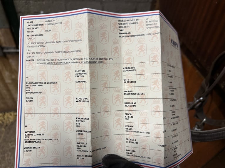 KWPN Wallach 7 Jahre 171 cm Brauner in Oud Gastel