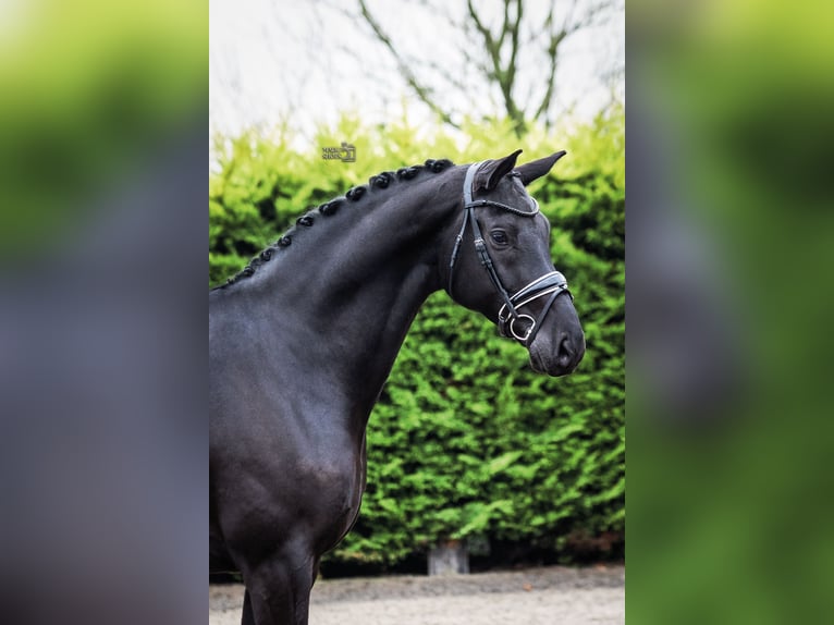 KWPN Wallach 7 Jahre 171 cm Rappe in Goch