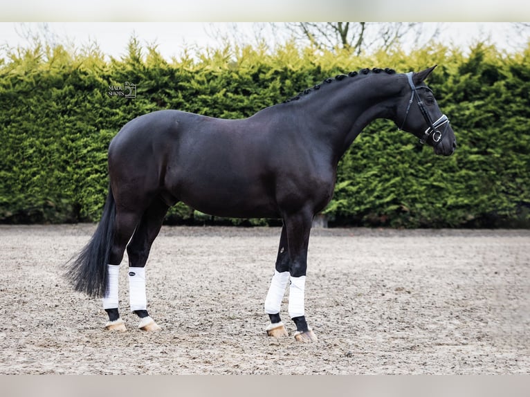 KWPN Wallach 7 Jahre 171 cm Rappe in Goch