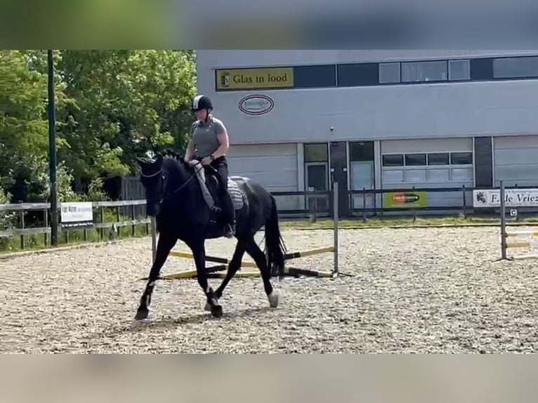 KWPN Wallach 7 Jahre 171 cm Schwarzbrauner in Etten-Leur