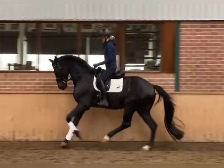 KWPN Wallach 7 Jahre 171 cm Schwarzbrauner in Etten-Leur