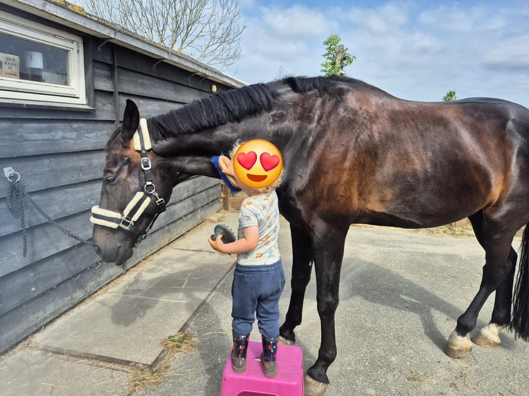 KWPN Wallach 7 Jahre 171 cm Schwarzbrauner in Etten-Leur