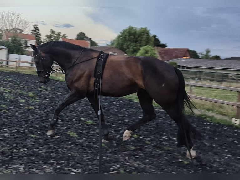 KWPN Wallach 7 Jahre 171 cm Schwarzbrauner in Etten-Leur