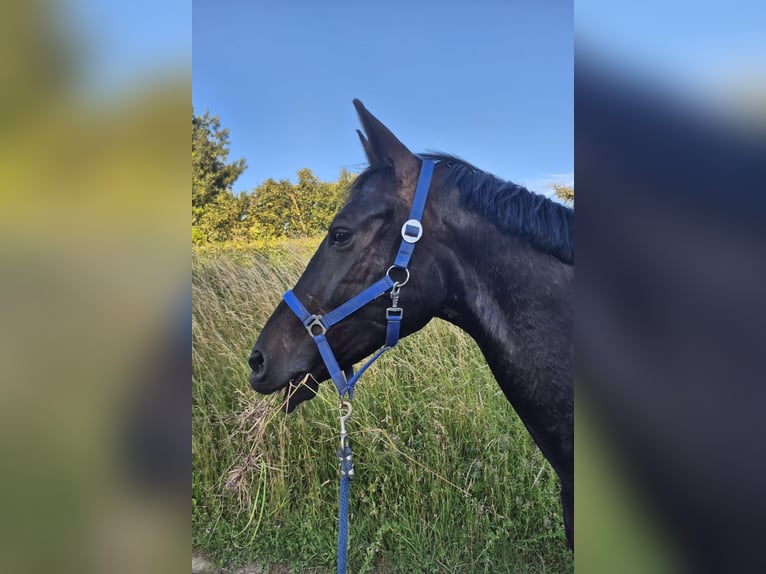KWPN Wallach 7 Jahre 171 cm Schwarzbrauner in Etten-Leur