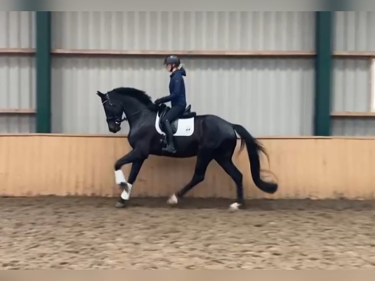 KWPN Wallach 7 Jahre 171 cm Schwarzbrauner in Etten-Leur