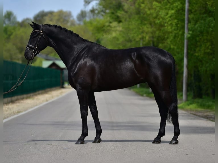 KWPN Wallach 7 Jahre 171 cm Schwarzbrauner in Grieselstein