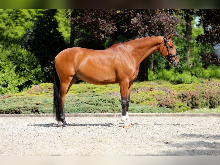 KWPN Wallach 7 Jahre 172 cm Brauner in Nispen