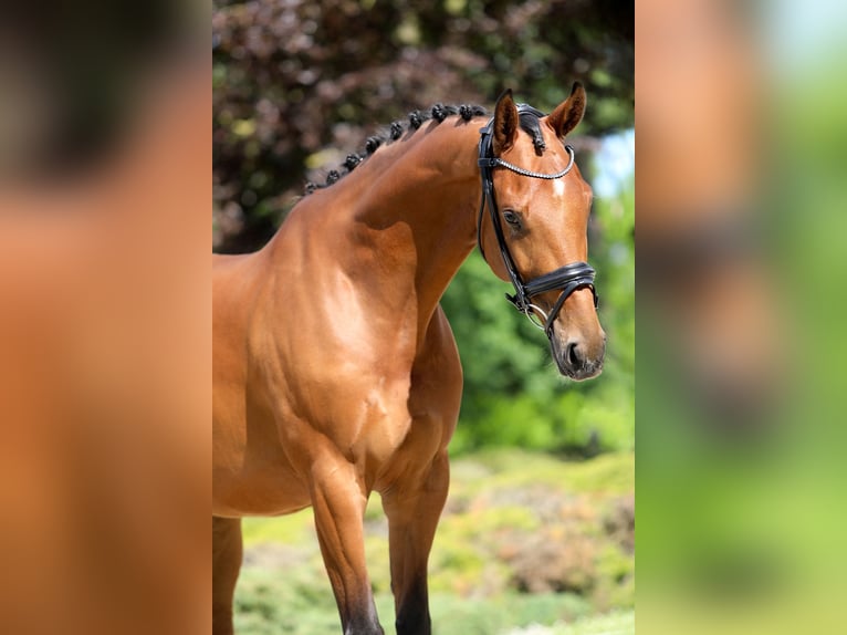 KWPN Wallach 7 Jahre 172 cm Brauner in Nispen
