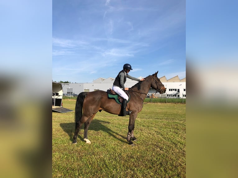 KWPN Wallach 7 Jahre 172 cm Brauner in Widnau