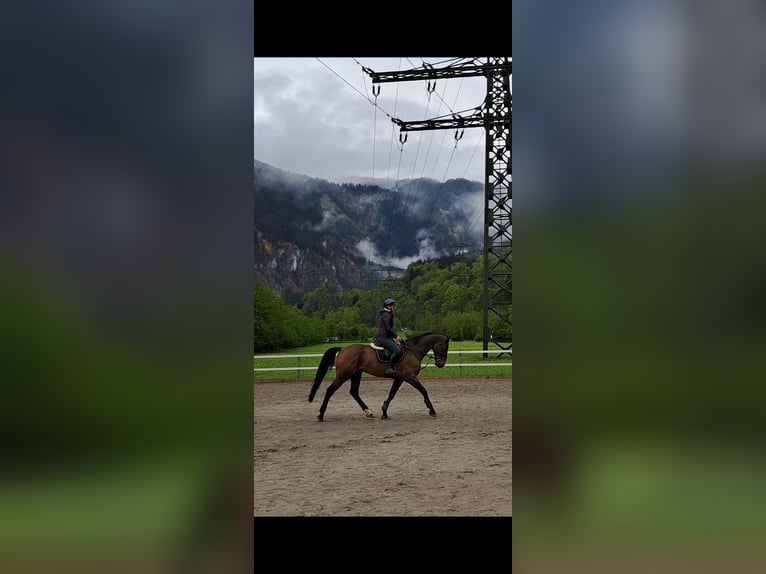 KWPN Wallach 7 Jahre 172 cm Brauner in Widnau