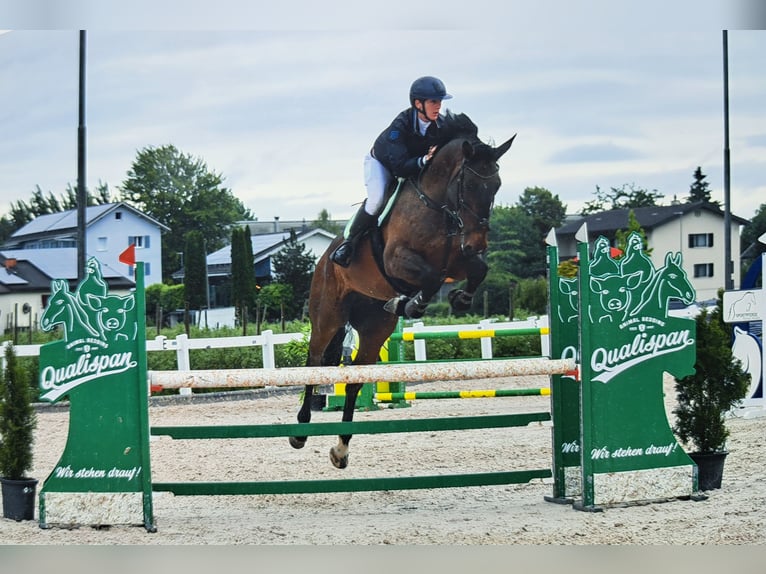 KWPN Wallach 7 Jahre 172 cm Brauner in Widnau