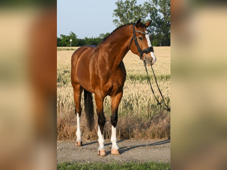 KWPN Wallach 7 Jahre 172 cm Brauner in Budapest