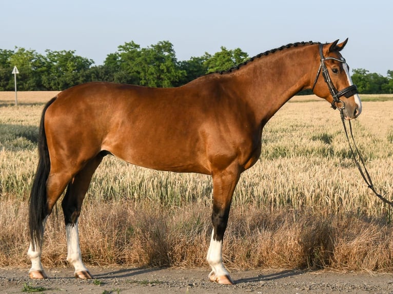 KWPN Wallach 7 Jahre 172 cm Brauner in Budapest