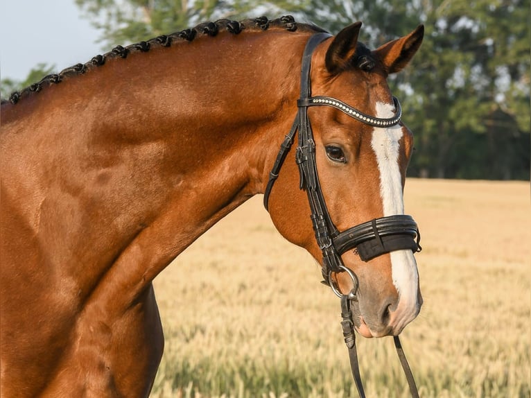 KWPN Wallach 7 Jahre 172 cm Brauner in Budapest