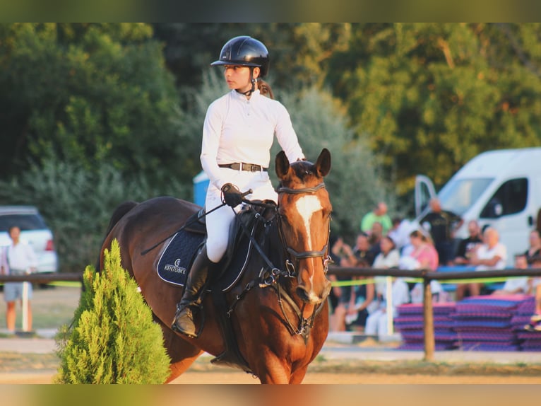 KWPN Mix Wallach 7 Jahre 172 cm Brauner in Sofia