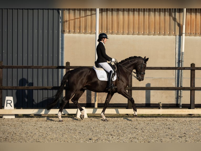 KWPN Wallach 7 Jahre 172 cm in Harlingen