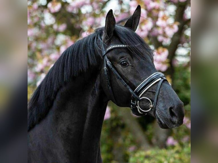 KWPN Wallach 7 Jahre 172 cm Dunkelbrauner in Pierrelate