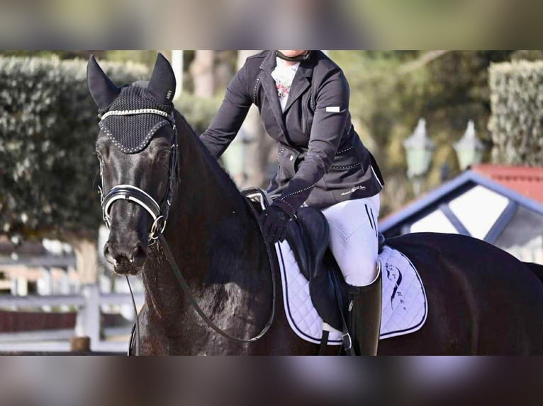 KWPN Wallach 7 Jahre 172 cm Dunkelbrauner in Pierrelate