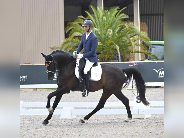 KWPN Wallach 7 Jahre 172 cm Dunkelbrauner in Pierrelate
