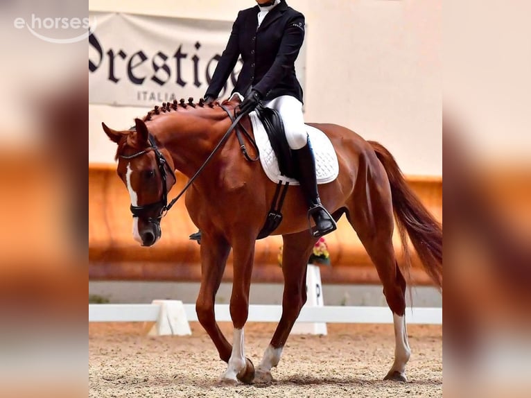 KWPN Wallach 7 Jahre 172 cm Fuchs in Cambiago