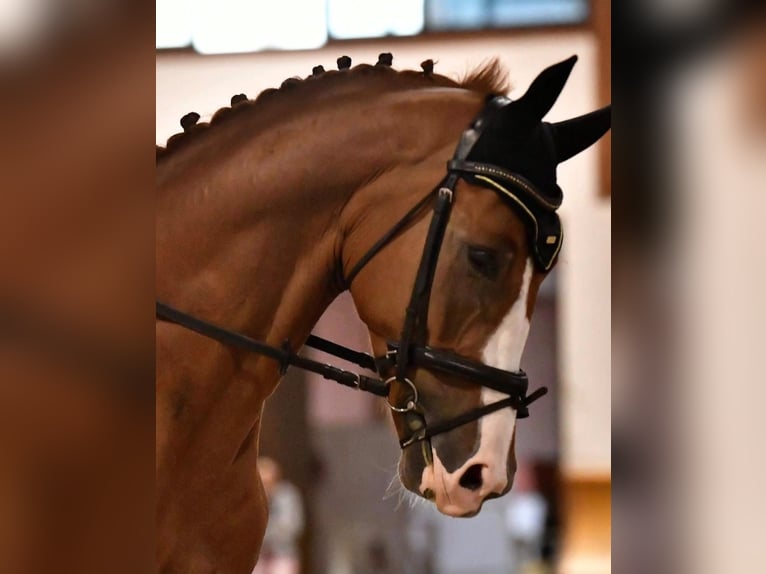 KWPN Wallach 7 Jahre 172 cm Fuchs in Velate Milanese