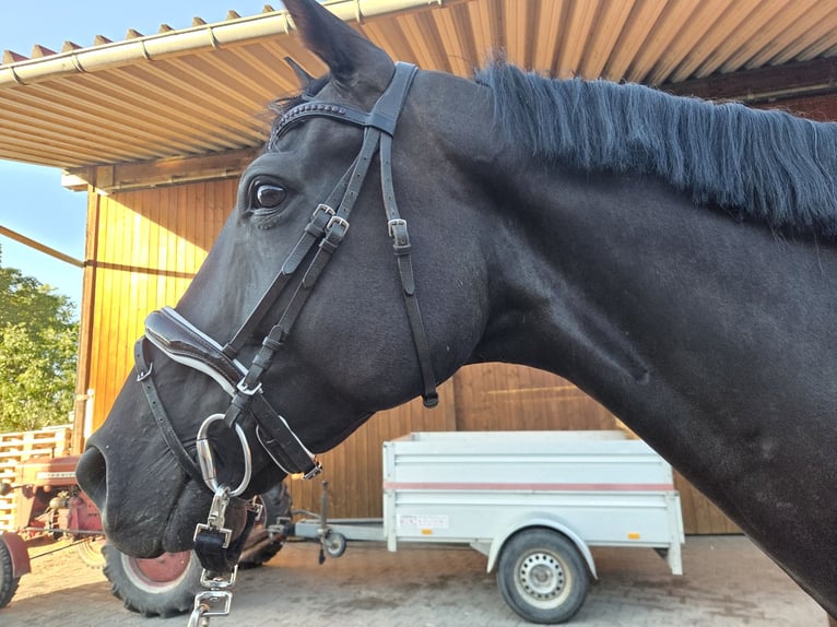 KWPN Wallach 7 Jahre 172 cm Rappe in Rottenburg am Neckar