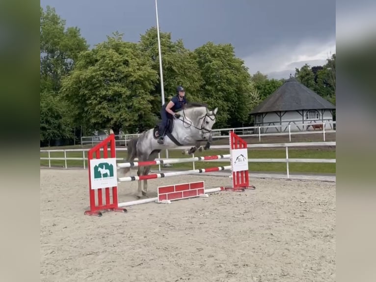 KWPN Wallach 7 Jahre 172 cm Schimmel in P&#x119;powo