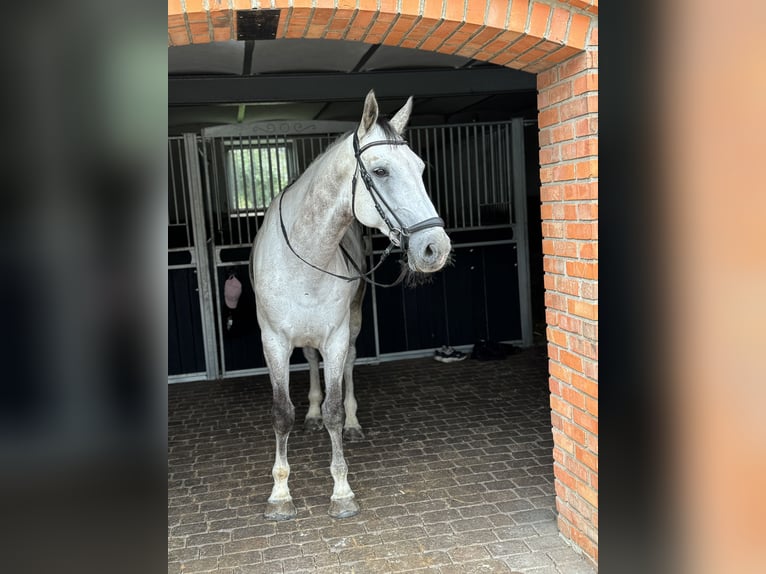 KWPN Wallach 7 Jahre 172 cm Schimmel in P&#x119;powo