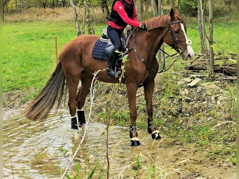 KWPN Wallach 7 Jahre 173 cm Fuchs in Hof