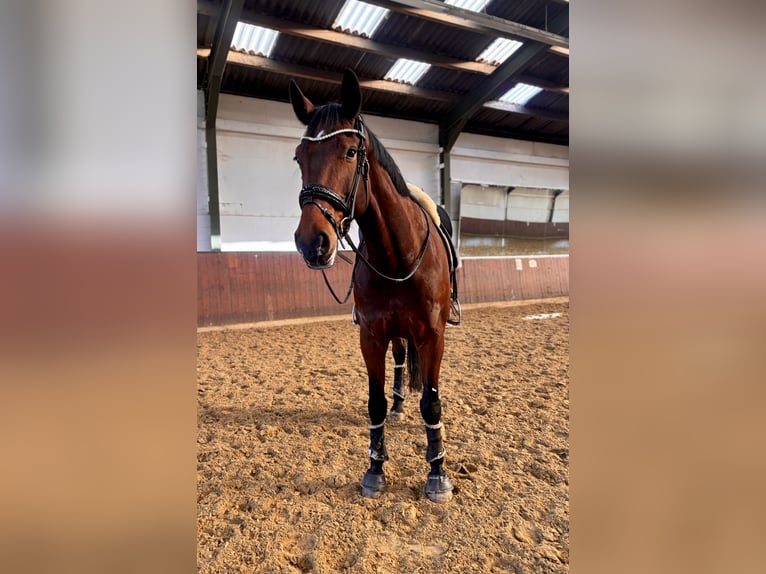 KWPN Wallach 7 Jahre 174 cm Brauner in Heiligenhaus