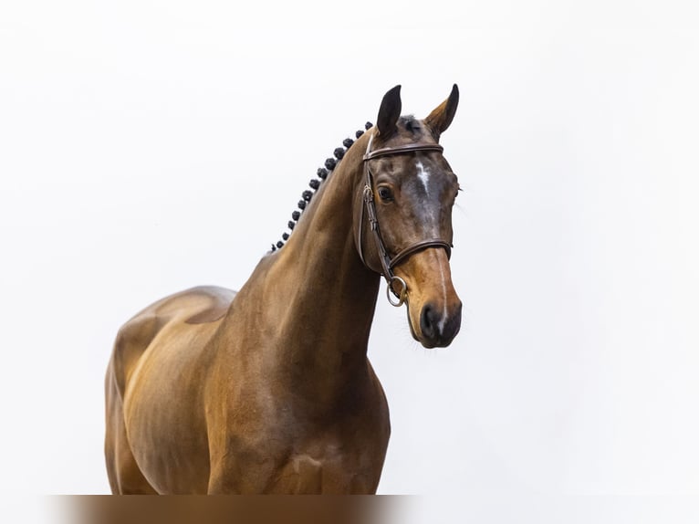 KWPN Wallach 7 Jahre 174 cm Brauner in Waddinxveen