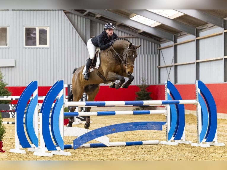 KWPN Wallach 7 Jahre 174 cm Brauner in Waddinxveen