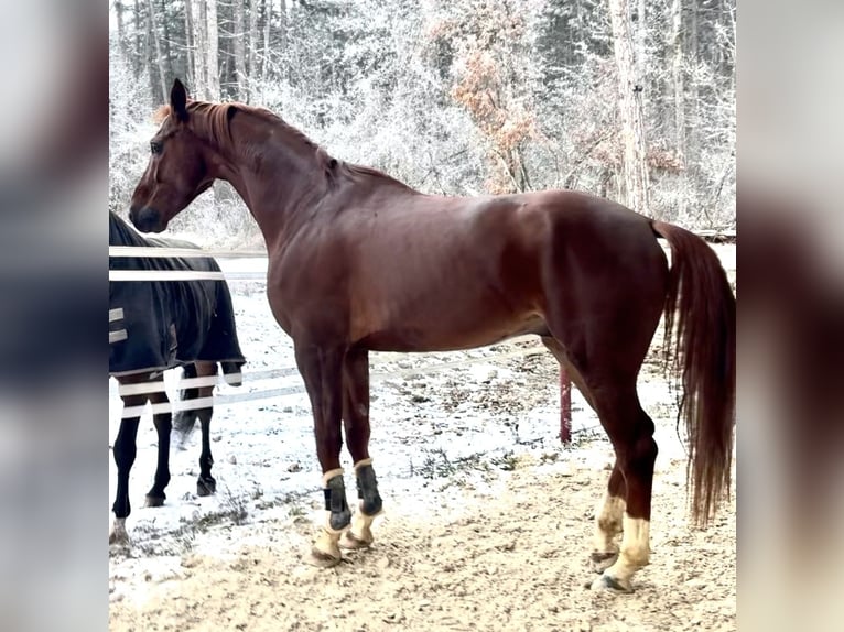 KWPN Wallach 7 Jahre 174 cm Dunkelfuchs in Dijon