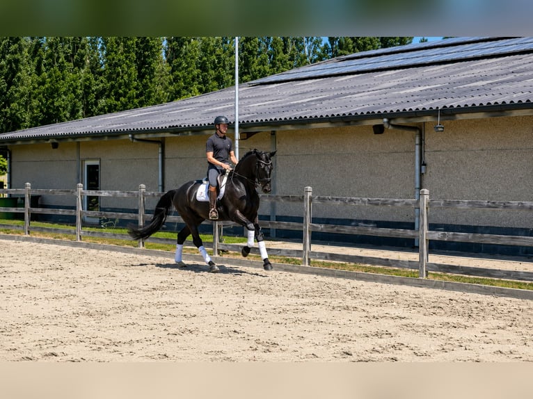 KWPN Wallach 7 Jahre 174 cm Rappe in Brecht