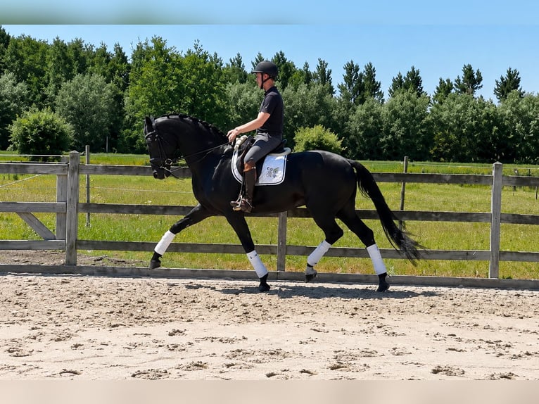 KWPN Wallach 7 Jahre 174 cm Rappe in Brecht