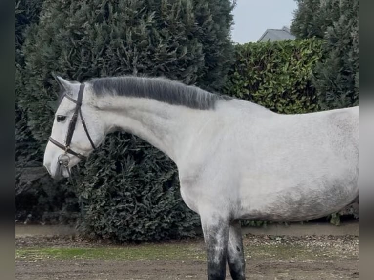 KWPN Wallach 7 Jahre 175 cm Blauschimmel in Oud Gastel